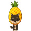 Pt Animals Dog Pineapple Dog