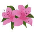 Rhododendron Kanehirae E H Wilson