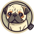 Pug Dog 002