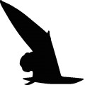 Windsurf